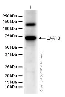 Western blot - Anti-EAAT3 antibody [EPR6774(B)] (AB124802)