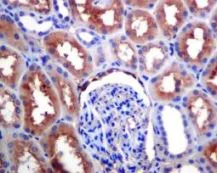 Immunohistochemistry (Formalin/PFA-fixed paraffin-embedded sections) - Anti-EAAT3 antibody [EPR6774(B)] - BSA and Azide free (AB240000)