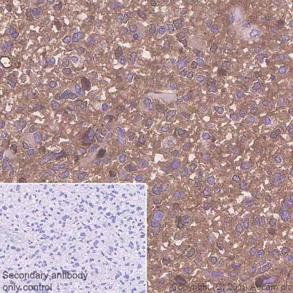 Immunohistochemistry (Formalin/PFA-fixed paraffin-embedded sections) - Anti-EAAT3 antibody [EPR6774(B)] - BSA and Azide free (AB240000)