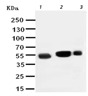 Western blot - Anti-EAAT3 antibody - N-terminal (AB191290)