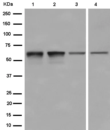 Western blot - Anti-EAAT4 antibody [EPR7742] - BSA and Azide free (AB250887)