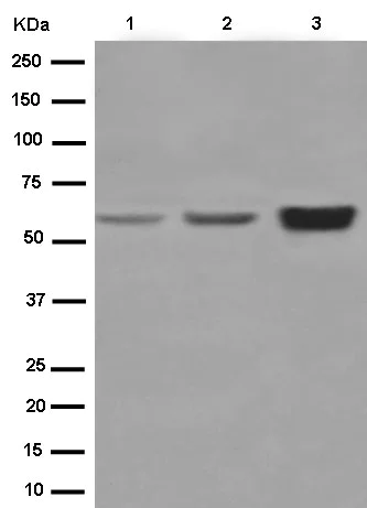 Western blot - Anti-EAAT4 antibody [EPR7742] - N-terminal (AB186435)