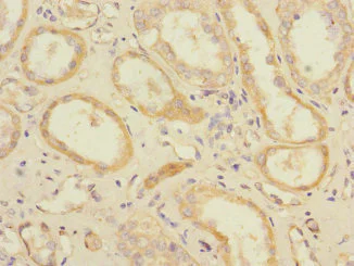 Immunohistochemistry (Formalin/PFA-fixed paraffin-embedded sections) - Anti-EAAT5 antibody (AB230217)