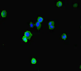 Immunocytochemistry/ Immunofluorescence - Anti-EAF2 antibody (AB237753)