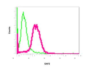 Flow Cytometry (Intracellular) - Anti-EAF2 antibody [EPR7117(2)] (AB151692)