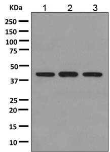 Western blot - Anti-EAF2 antibody [EPR7117(2)] - BSA and Azide free (AB249016), expandable thumbnail
