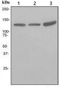 Western blot - Anti-EAG1 antibody [EPR3802] (AB108537), expandable thumbnail