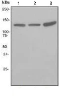 Western blot - Anti-EAG1 antibody [EPR3802] (AB108537)