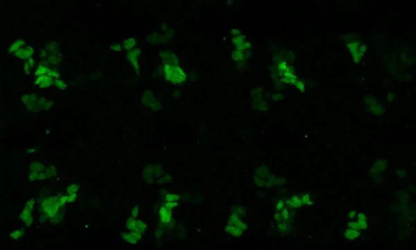 Immunohistochemistry (PFA fixed) - Anti-Eagle antibody [8B11DH10] (AB201327)
