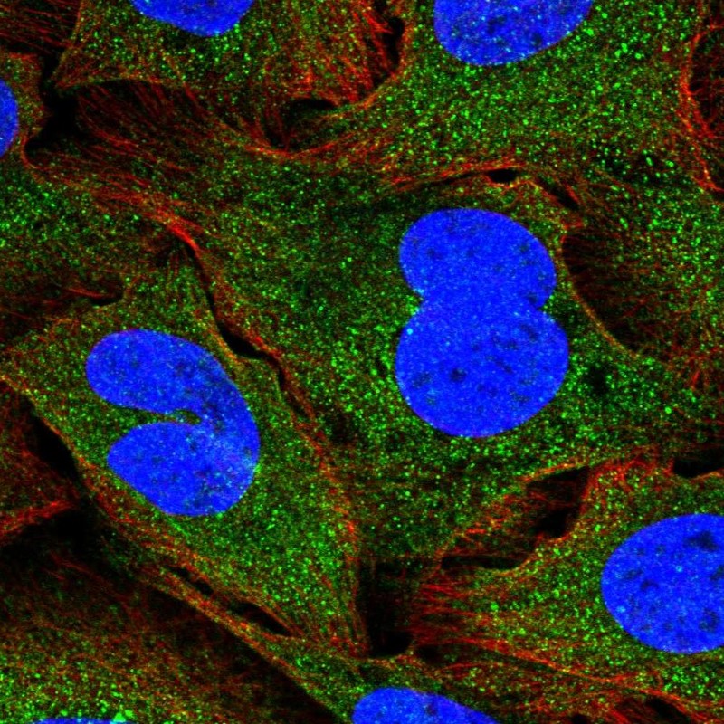 Immunocytochemistry/ Immunofluorescence - Anti-EAP30 antibody (AB251956), expandable thumbnail