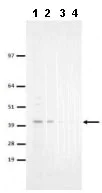 Western blot - Anti-EAPP antibody [1E4] (AB169860)