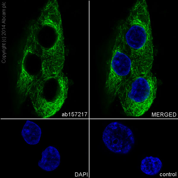 Immunocytochemistry/ Immunofluorescence - Anti-EB3 antibody [EPR11421(B)] (AB157217), expandable thumbnail
