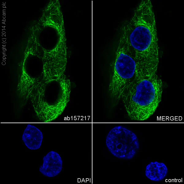 Immunocytochemistry/ Immunofluorescence - Anti-EB3 antibody [EPR11421(B)] - BSA and Azide free (AB246357)