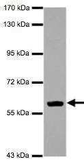 Western blot - Anti-EBF1 antibody (AB126135)