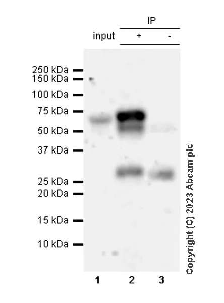 Immunoprecipitation - Anti-EBF1 antibody [EPR27344-49] (AB315450)
