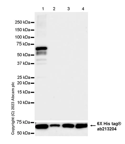 Western blot - Anti-EBF1 antibody [EPR27344-49] - BSA and Azide free (AB315451)