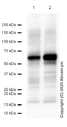 Western blot - Anti-EBF1 antibody [EPR27344-49] - BSA and Azide free (AB315451)