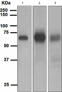 Western blot - Anti-EBF1 antibody [EPR4183] (AB108369)