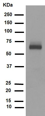 Western blot - Anti-EBF1 antibody [EPR4183] (AB108369)
