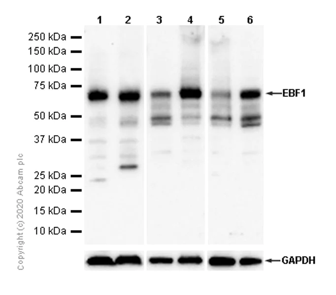 Western blot - Anti-EBF1 antibody [EPR4183] (AB108369)