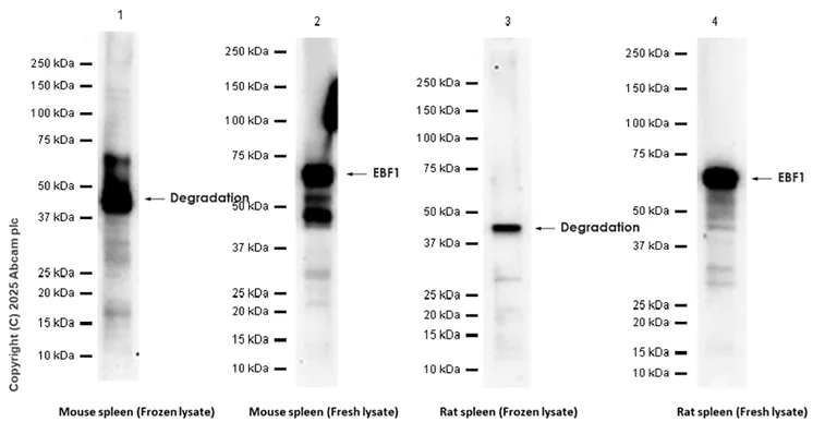 Western blot - Anti-EBF1 antibody [EPR4183] - BSA and Azide free (AB247650)