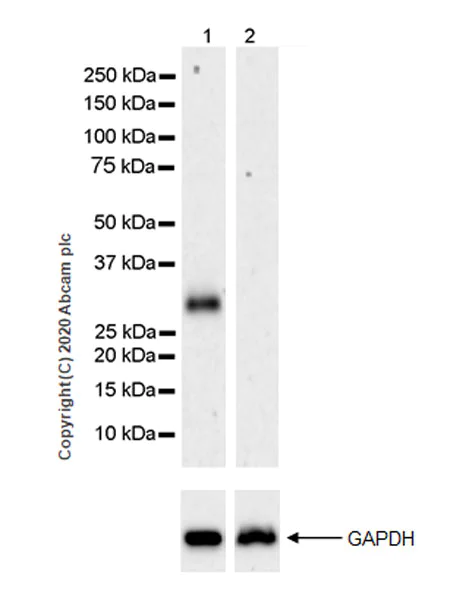 Western blot - Anti-EBI3 antibody [EPR23372-282] (AB272709)