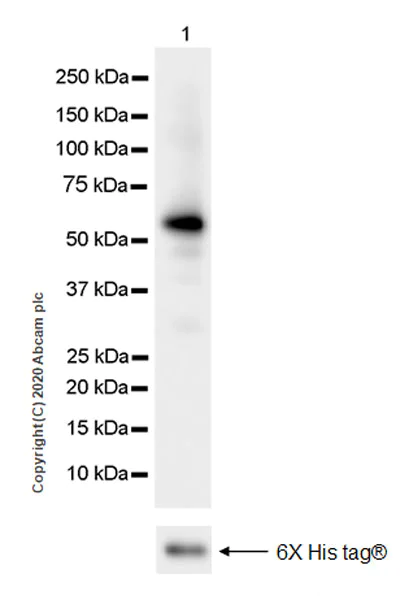 Western blot - Anti-EBI3 antibody [EPR23372-282] (AB272709)