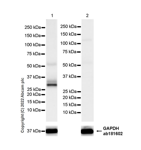 Western blot - Anti-EBI3 antibody [EPR25341-155] (AB307195), expandable thumbnail