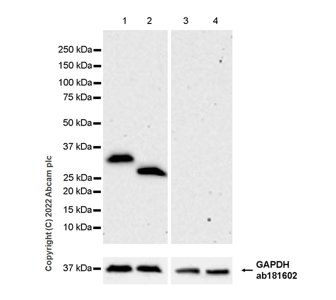 Western blot - Anti-EBI3 antibody [EPR25341-155] (AB307195), expandable thumbnail