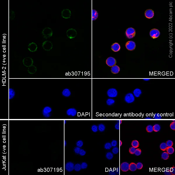 Immunocytochemistry/ Immunofluorescence - Anti-EBI3 antibody [EPR25341-155] - BSA and Azide free (AB307196)