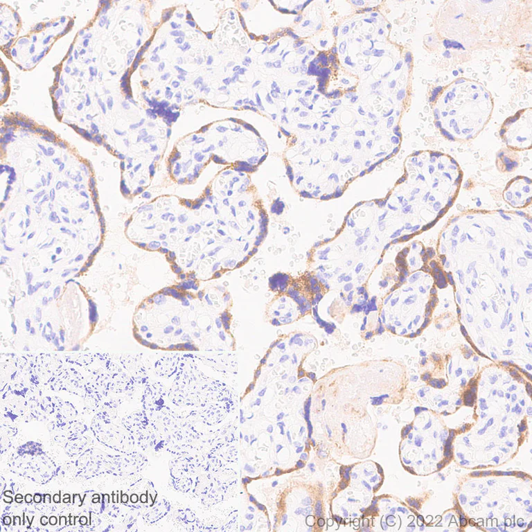 Immunohistochemistry (Formalin/PFA-fixed paraffin-embedded sections) - Anti-EBI3 antibody [EPR25341-155] - BSA and Azide free (AB307196)