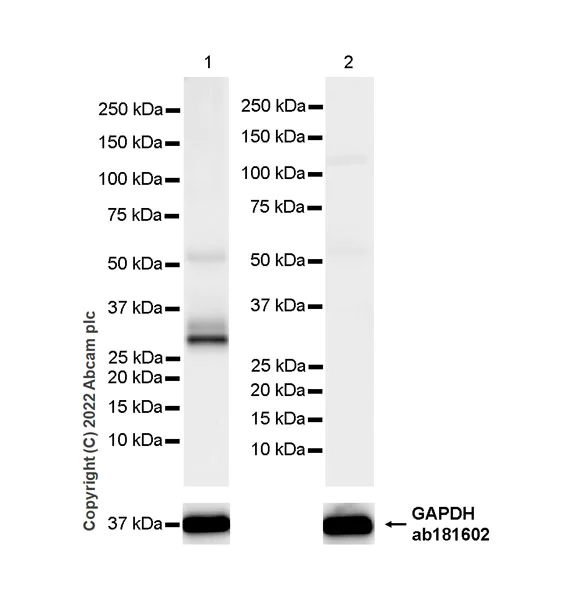 Western blot - Anti-EBI3 antibody [EPR25341-155] - BSA and Azide free (AB307196)