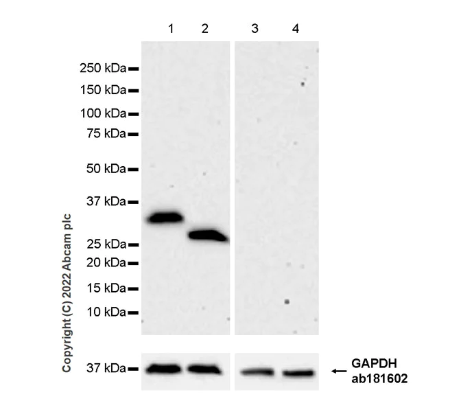 Western blot - Anti-EBI3 antibody [EPR25341-155] - BSA and Azide free (AB307196)