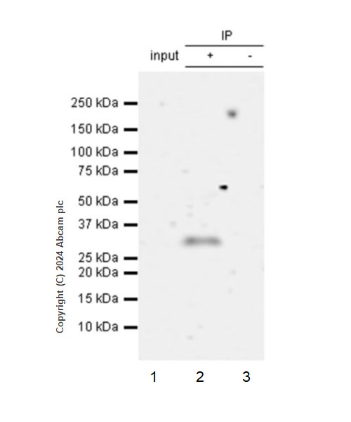 Immunoprecipitation - Anti-EBI3 antibody [EPR28427-89] (AB316201), expandable thumbnail