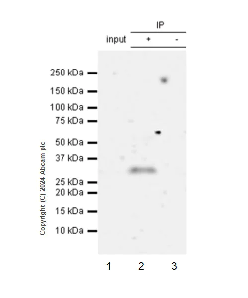 Immunoprecipitation - Anti-EBI3 antibody [EPR28427-89] (AB316201)