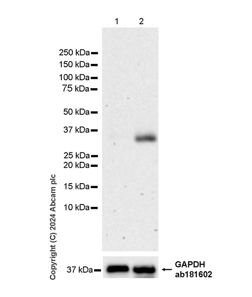 Western blot - Anti-EBI3 antibody [EPR28427-89] (AB316201), expandable thumbnail