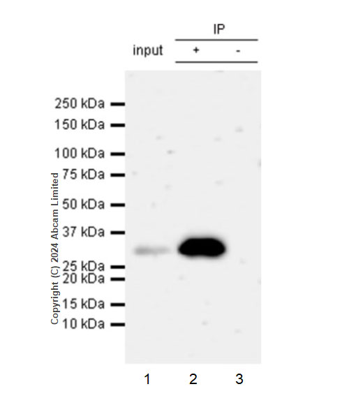 Immunoprecipitation - Anti-EBI3 antibody [RM2064] - BSA and Azide free (ab319169), expandable thumbnail