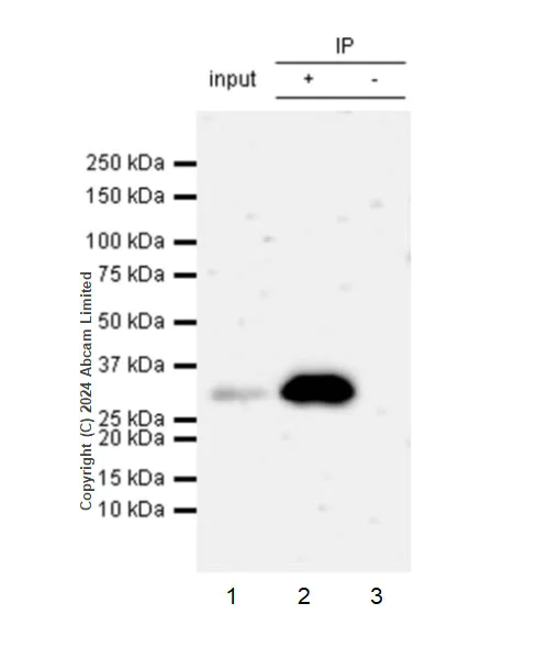 Immunoprecipitation - Anti-EBI3 antibody [RM2064] - BSA and Azide free (AB319169)