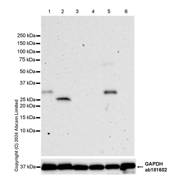 Western blot - Anti-EBI3 antibody [RM2064] - BSA and Azide free (ab319169), expandable thumbnail