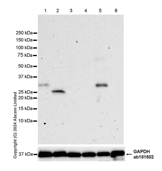 Western blot - Anti-EBI3 antibody [RM2064] - BSA and Azide free (AB319169)