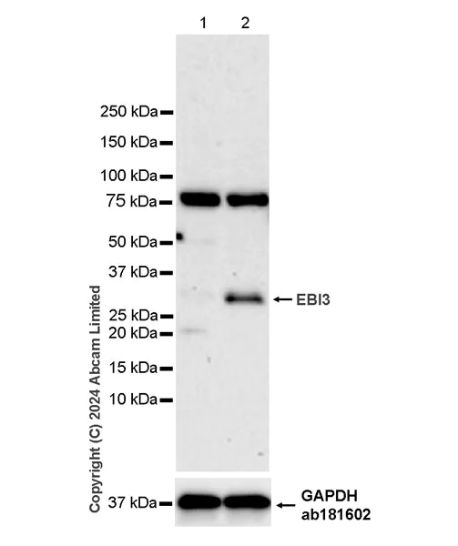 Western blot - Anti-EBI3 antibody [RM2064] - BSA and Azide free (AB319169)