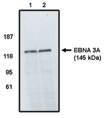 Western blot - Anti-EBNA 3A antibody (AB16126)