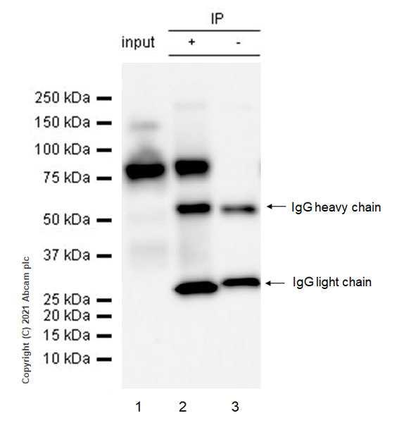 Immunoprecipitation - Anti-EBNA2 antibody [R3] (AB252828), expandable thumbnail
