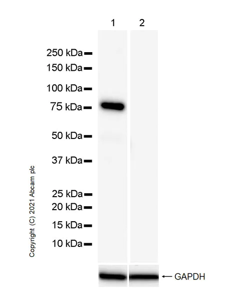 Western blot - Anti-EBNA2 antibody [R3] (AB252828)