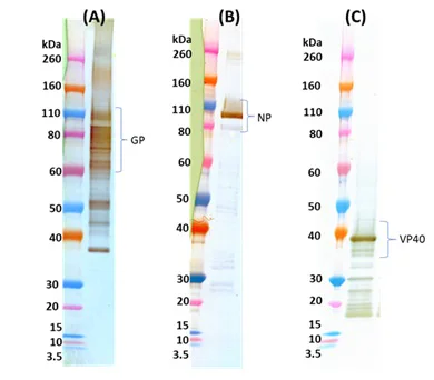 Western blot - Ebola virus-like particles (EBOV VLP) (AB326316)