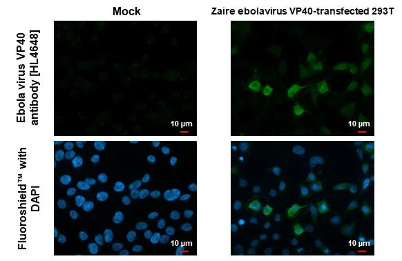 Immunocytochemistry/ Immunofluorescence - Anti-Ebola virus VP40 antibody [HL4648] - BSA and Azide free (AB327600)