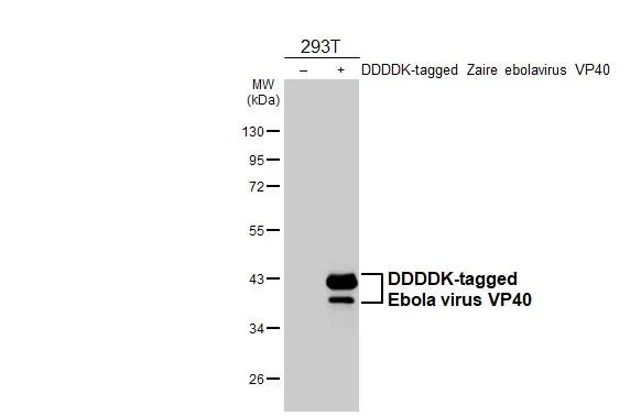 Western blot - Anti-Ebola virus VP40 antibody [HL4648] - BSA and Azide free (AB327600)