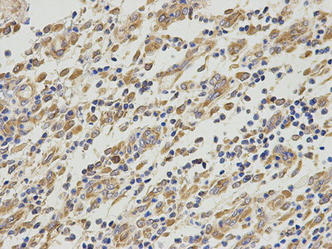 Immunohistochemistry (Formalin/PFA-fixed paraffin-embedded sections) - Anti-EBP1 antibody (AB186846), expandable thumbnail