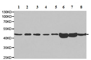 Western blot - Anti-EBP1 antibody (AB186846), expandable thumbnail