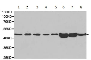 Western blot - Anti-EBP1 antibody (AB186846)